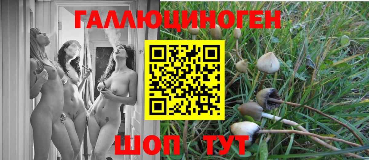 Псилоцибиновые грибы Psilocybe Кулебаки